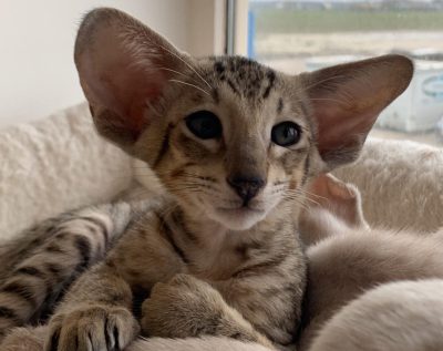 Cheettahwebsite Cheettahwebsite